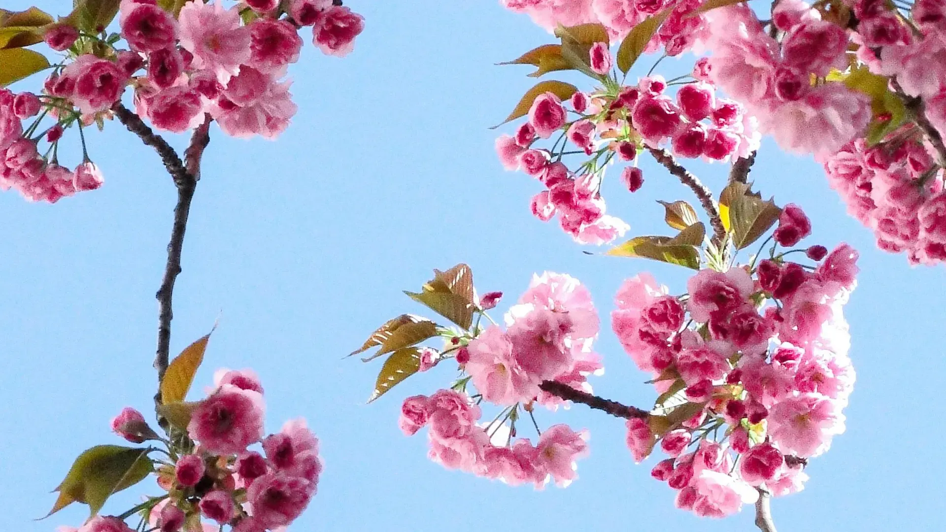 Thumbnail default Image showing pink blossoms of a tree in front of a blue sky.